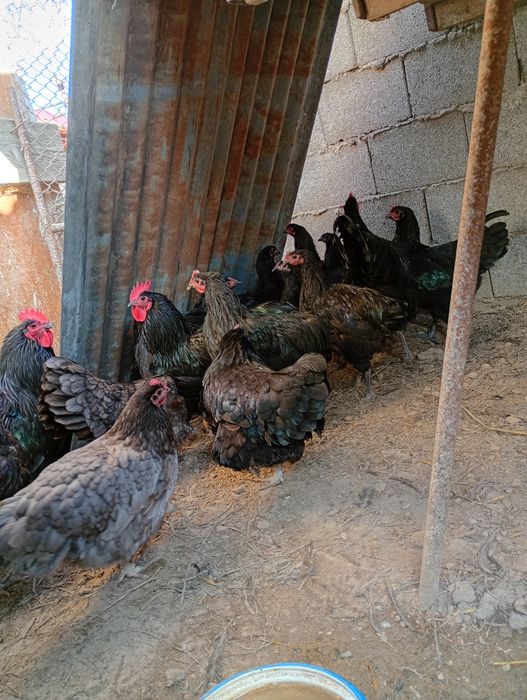 Găini Australorp