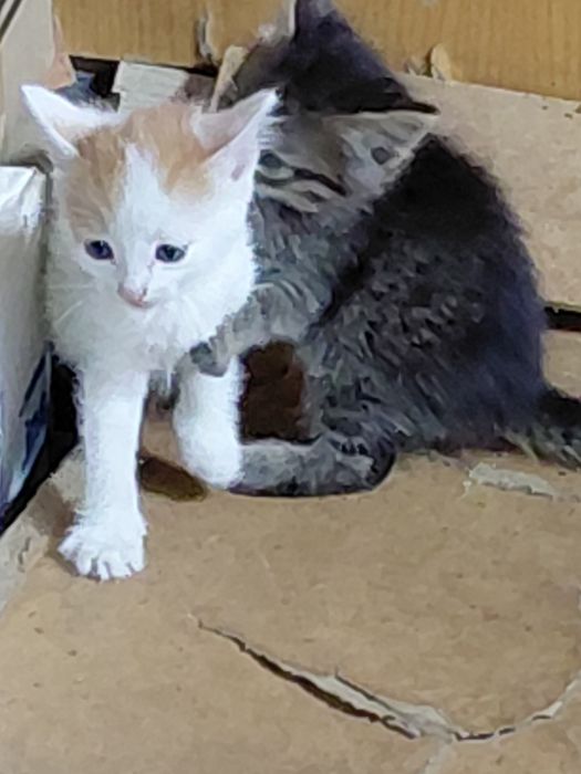 Отдам котя в добрые руки