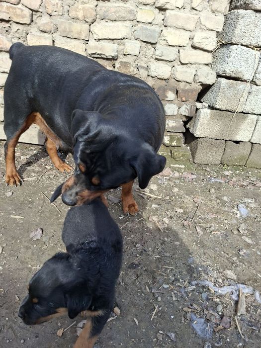 Продаётся щенок ротвейлера