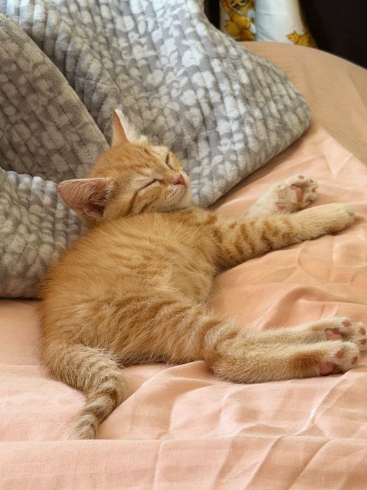 Маленький котёнок