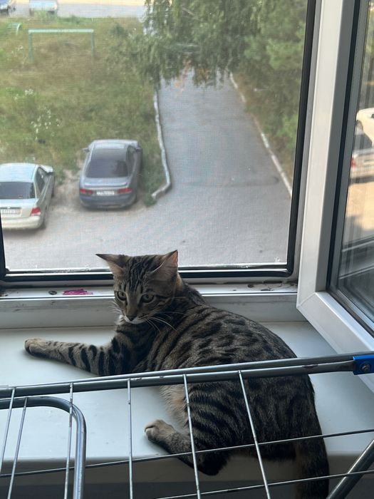 Ищем кота на вязку