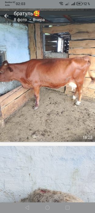 продам коров быков срочно