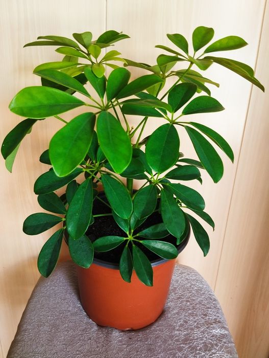 Продам комнатный цветок "Шефлера"