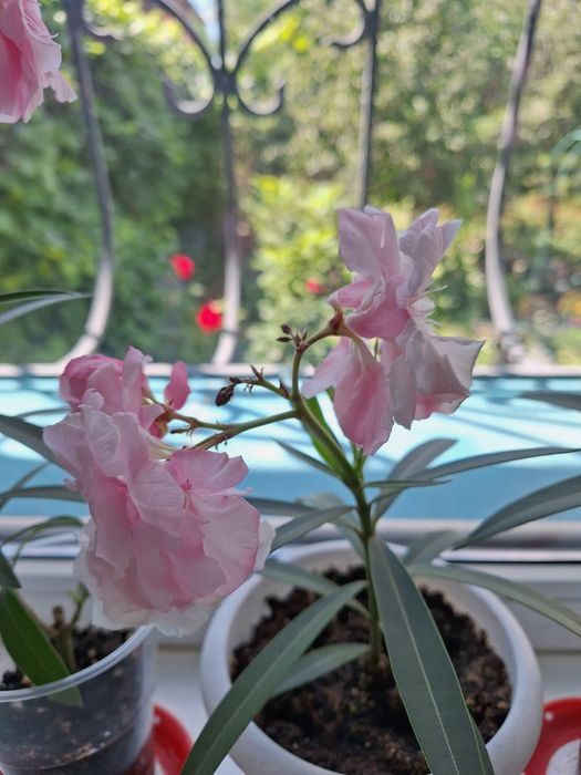 Цветы  олеандр продам.