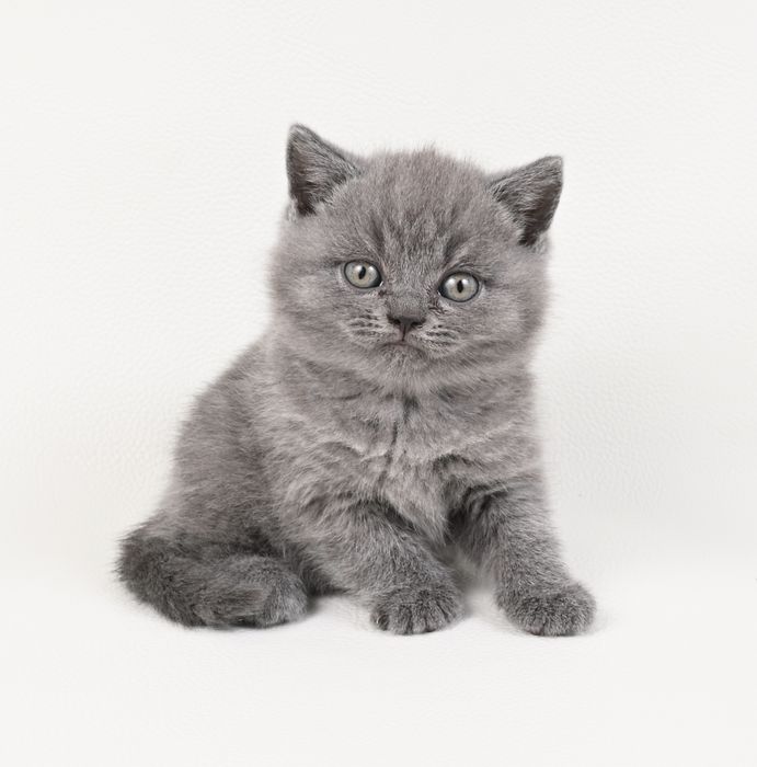 Pisoi British Shorthair colour blue cu pedigree