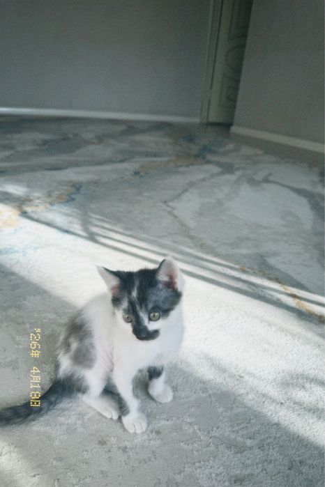 Мысык 1жарым айлык