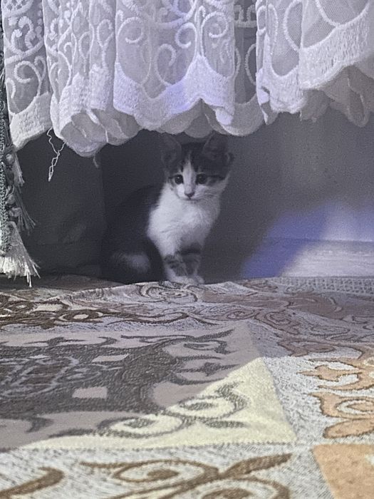 Отдам даром котенка в добрые руки, мальчик