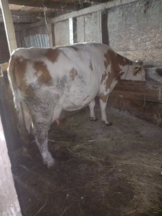 Vacă gestantă  bună de tinut