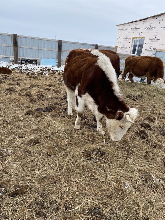 Продам корову яловая