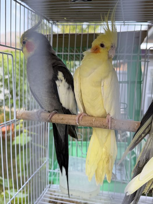 Korella to'ti qush sotiladi 2 par