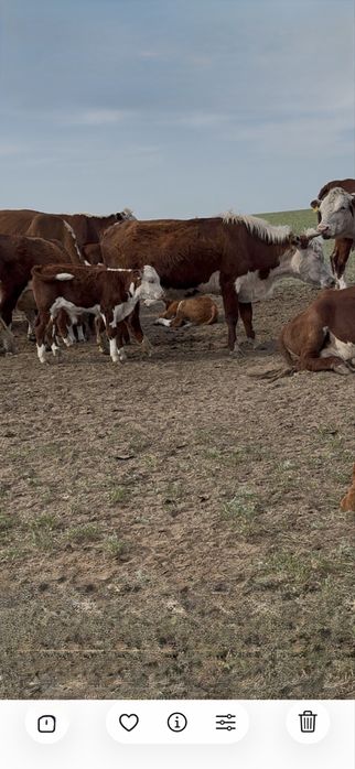 Продам Корову с теленком акбас