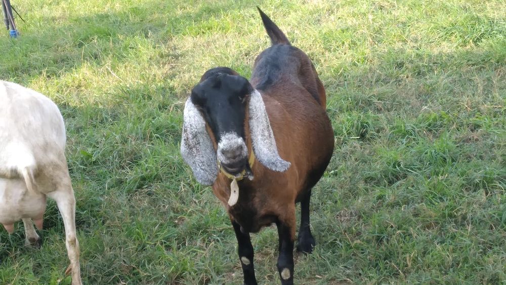 Vand capra anglonubiana, gestanta