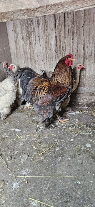 Брама товук тухумлари сотилади