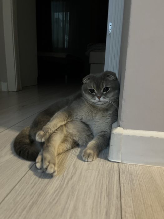 Отдам в хорошие руки
