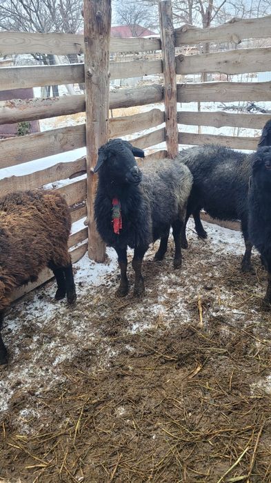 Семіз қой тоқты сатылады.