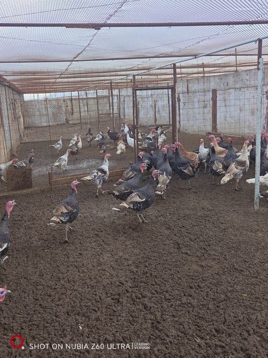 Продаются индюшки