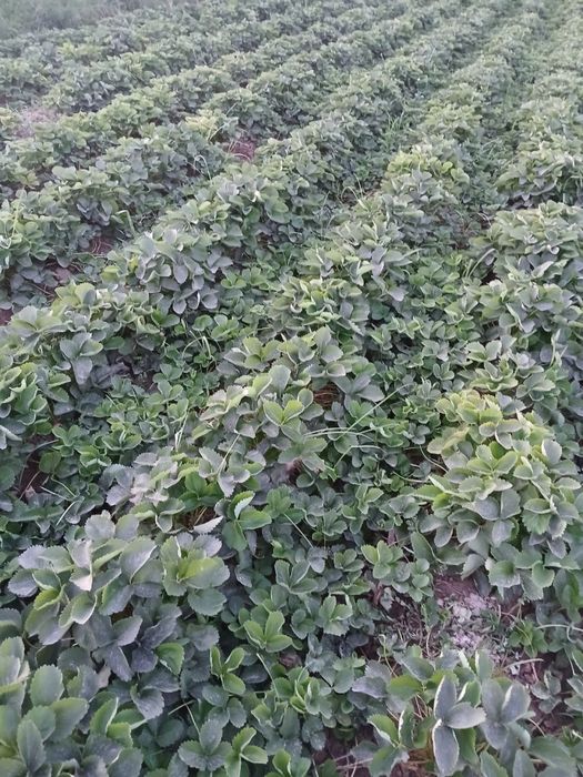 cler qulpnay kochatlaru