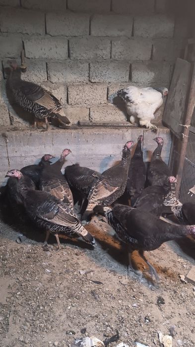 Балапандар индюк