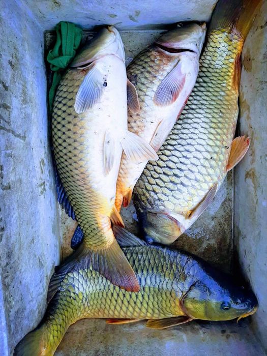 Частен язовир-рибарник Под наем