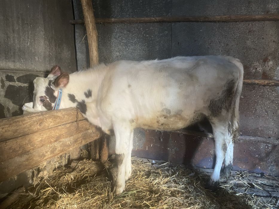 Женско теле за дамазлък