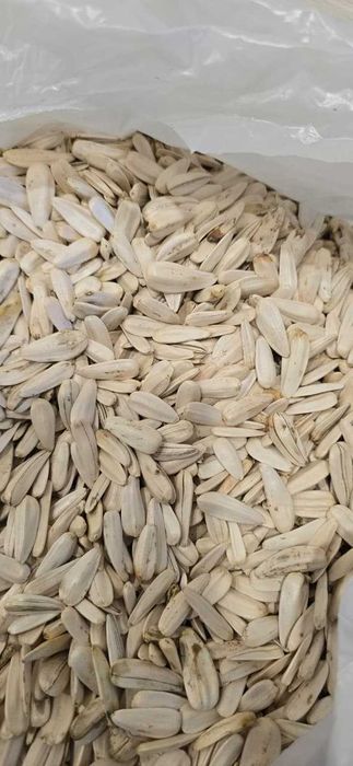 белые семена подсолнуха