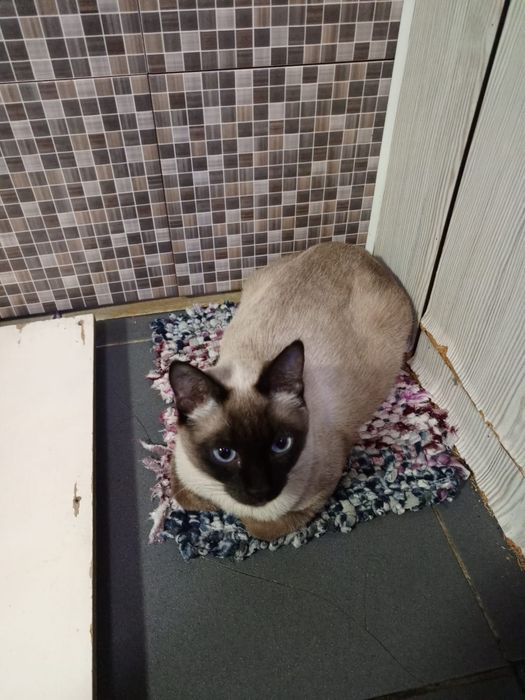 В хорошие руки. В связи с переездом.