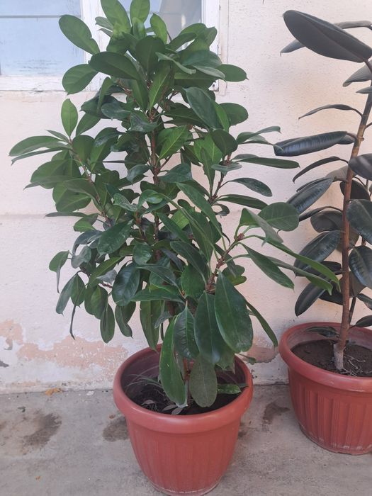 Honaki dekorotiv va dorivor gullar