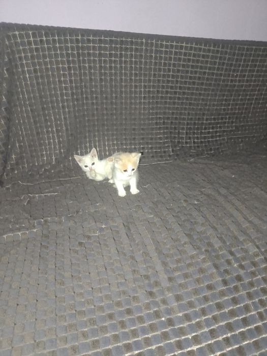 Отдам  котят  в добрые руки