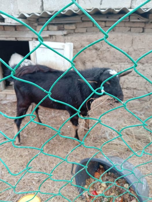 Теке Алпеиски сатылады