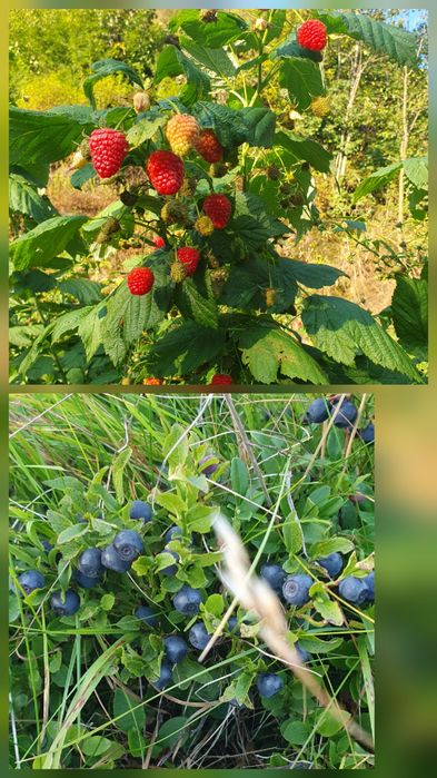 Zmeură BIO, nestropită si afine de pădure