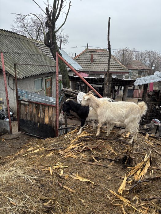 Tap de vanzare (caprele s au dat)