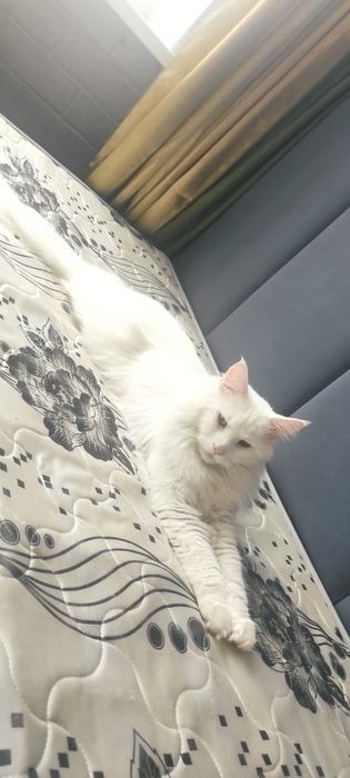 Продаю кота породы мейн-кун