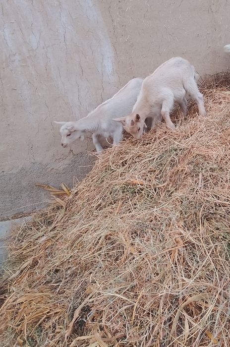 Zotdor ona echki bolalari b'n sotiladi