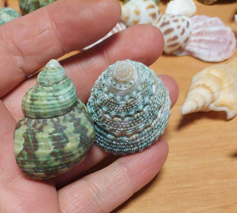 Scoici si melci diferite marimi