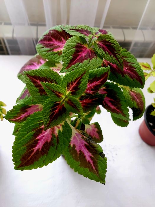 Домашние растения разные