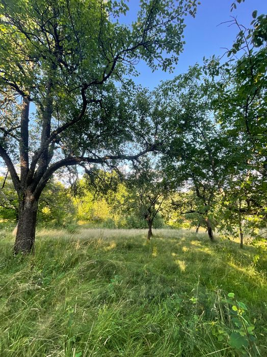 Teren intravilan de vânzare – 7.287 mp – Ibănești Pădure