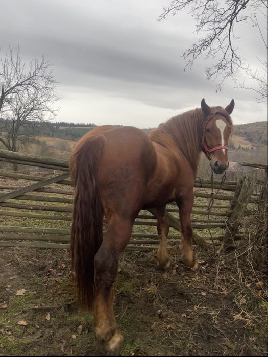 Vand armasar de 2 ani jumate