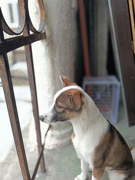 Ищет дом девочка!