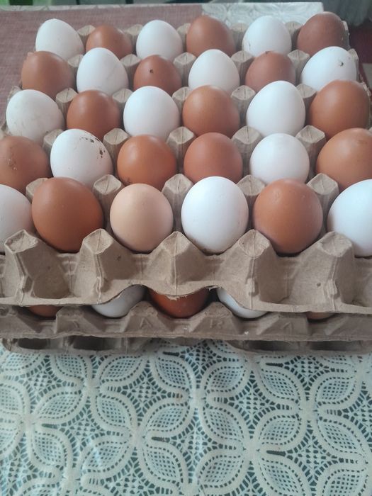 Яйца горные домашние