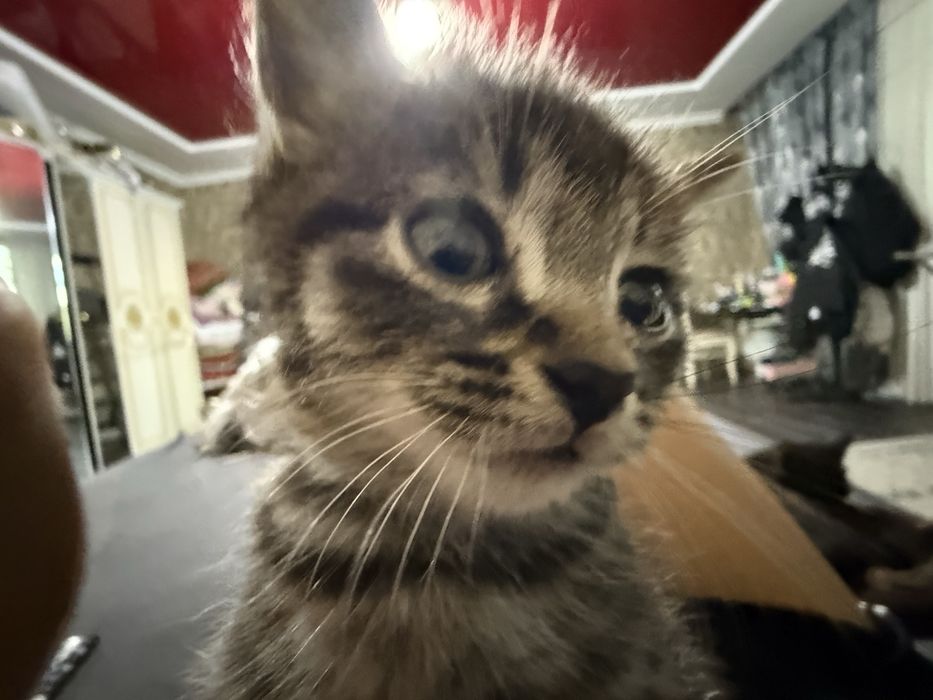 Котенок актиивный