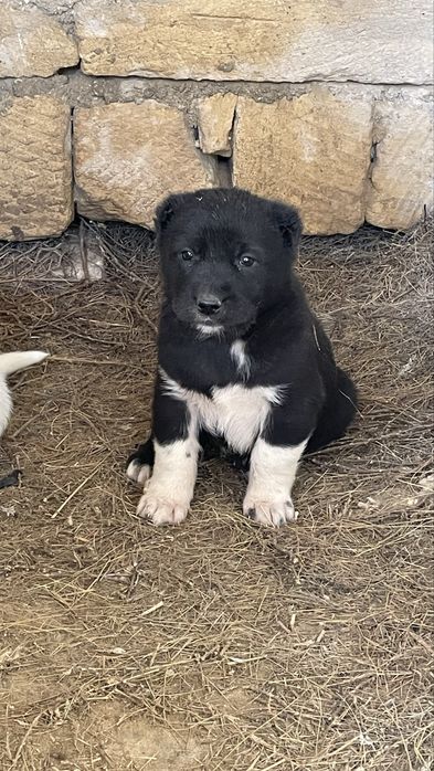 Алабай күшіктер сатылады