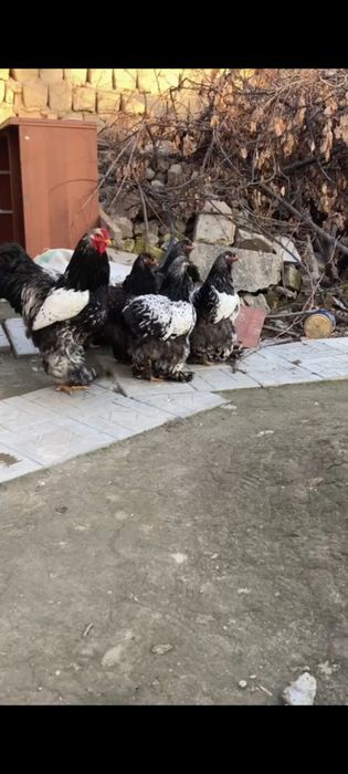 Brama 1+4 Sotiladi bir joyga