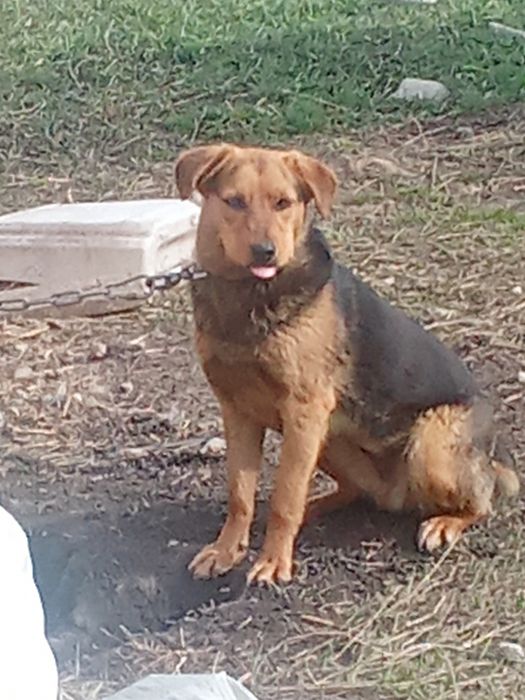 Добрейшая собака ищет своих хозяев