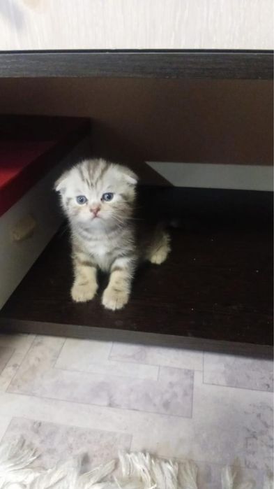 Шотландское кошка