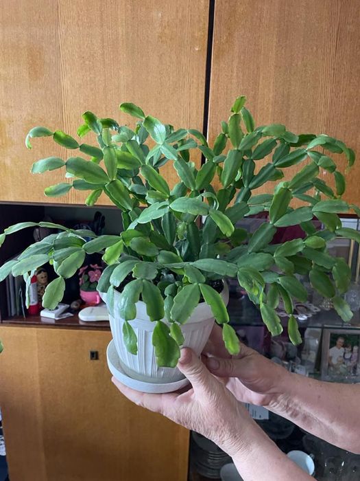 Продам комнатные цветы