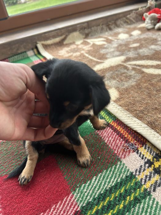 Мини пинчер мъжко и женско