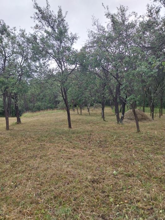 Prune neculese 0,45 ron/ kg