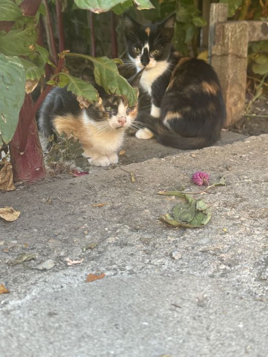 Pui de pisica spre adoptie