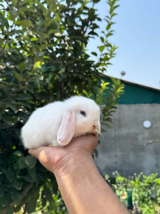 QUYON KARLIK . Кролик Карликовый