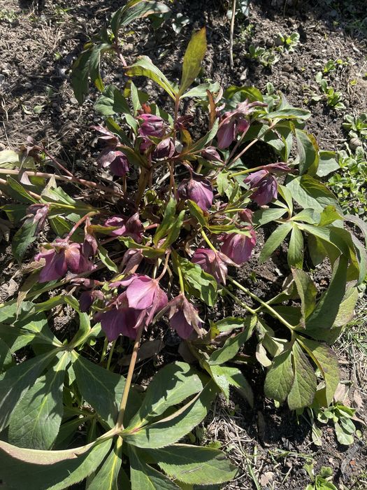 Морозник куст все вопросы на воцап